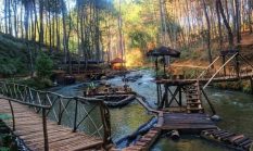 Hutan Pinus Rahong: Lokasi, Rute, HTM, dan Jam Buka